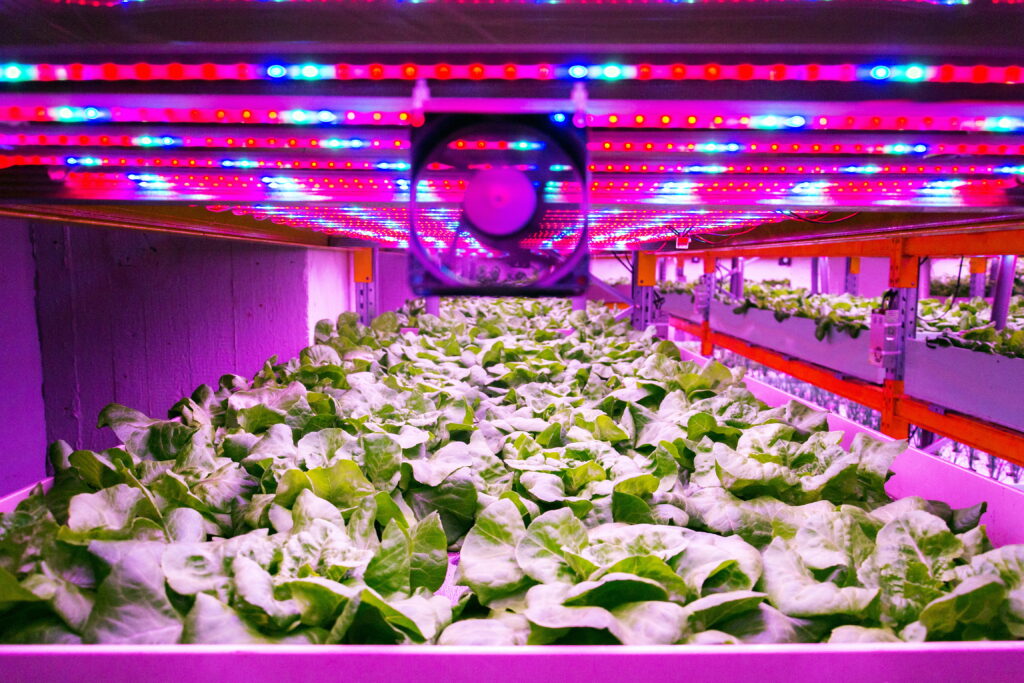 Best Grow Lights for Your Plants