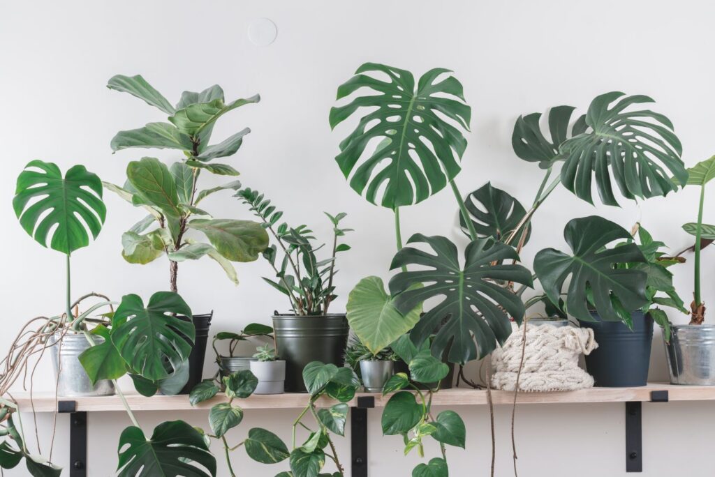 Mistakes Indoor Gardeners Make